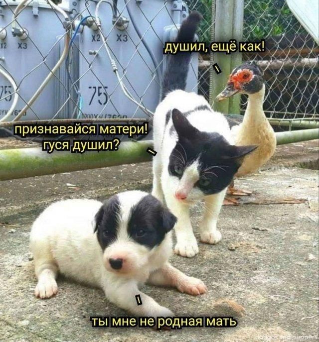 душил, ещё как! признавайся матери! гуся душил? ты мне не родная мать