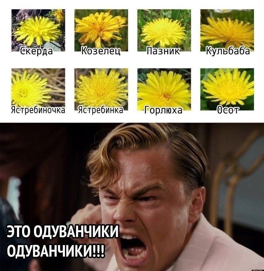 Скерда Козелец Пазник Кульбаба Ястребиночка Ястребинка Горлюха Осот ЭТО ОДУВАНЧИКИ ОДУВАНЧИКИ!!!