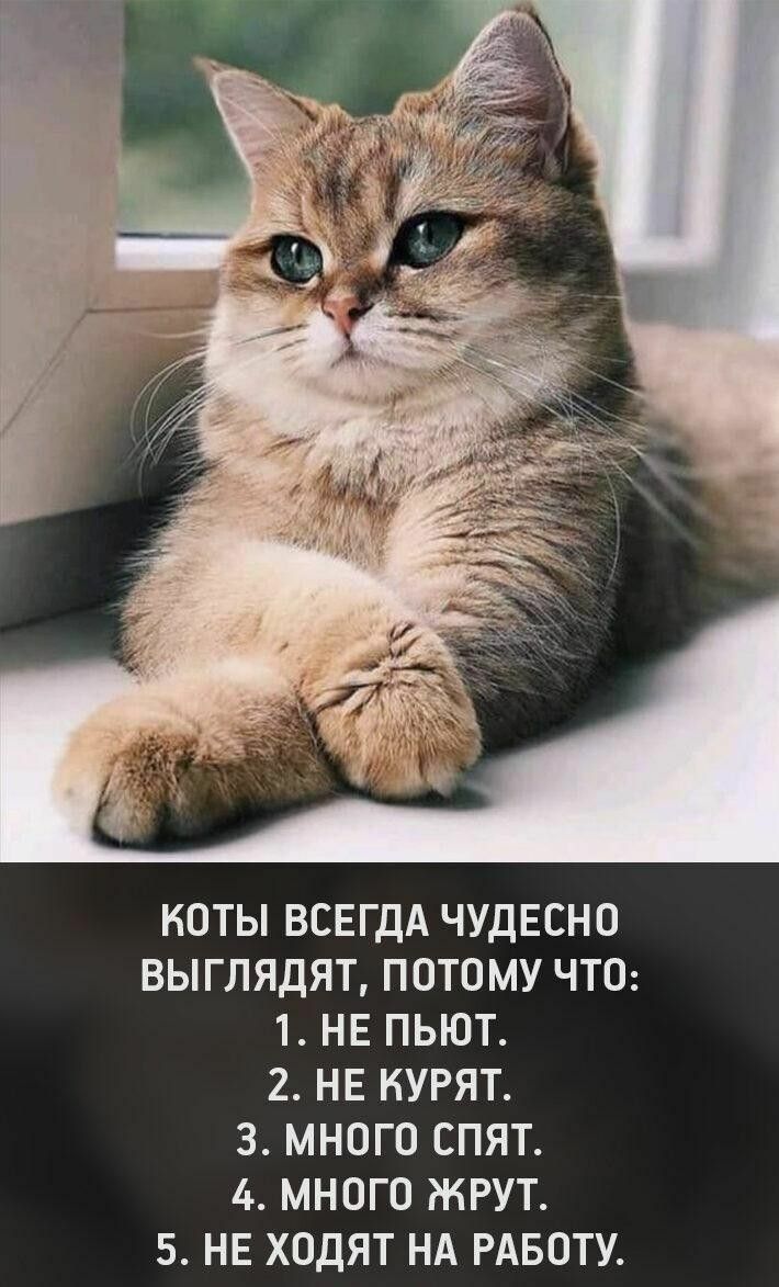 КОТЫ ВСЕГДА ЧУДЕСНО ВЫГЛЯДЯТ, ПОТОМУ ЧТО: 1. НЕ ПЬЮТ. 2. НЕ КУРЯТ. 3. МНОГО СПЯТ. 4. МНОГО ЖРУТ. 5. НЕ ХОДЯТ НА РАБОТУ.