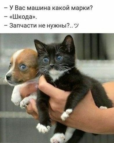 – У Вас машина какой марки?
– «Шкода».
– Запчасти не нужны?.. ツ