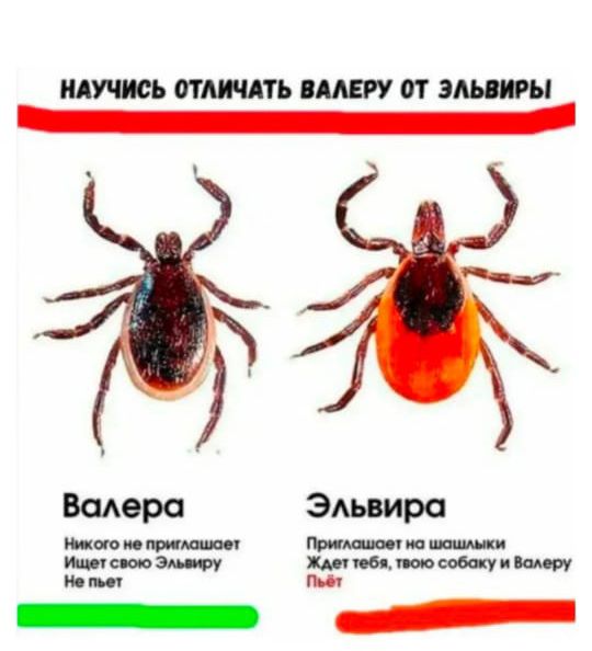 НАУЧИСЬ ОТЛИЧАТЬ ВАЛЕРУ ОТ ЭЛЬВИРЫ Валера Никого не приглашает Ищет свою Эльвиру Не пьет Эльвира Приглашает на шашлыки Ждет тебя, твою собаку и Валеру Пьет