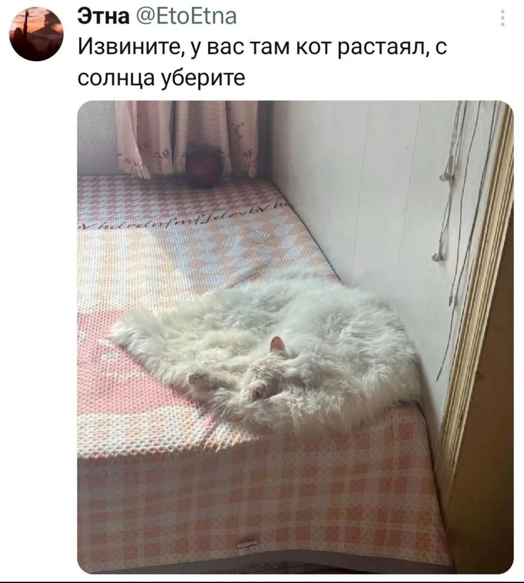Этна @EtoEtna Извините, у вас там кот растаял, с солнца уберите