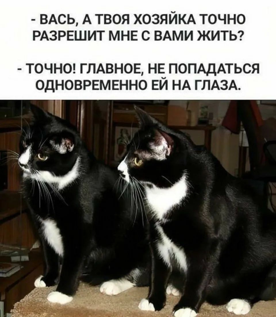 ВАСЬ, А ТВОЯ ХОЗЯЙКА ТОЧНО РАЗРЕШИТ МНЕ С ВАМИ ЖИТЬ? ТОЧНО! ГЛАВНОЕ, НЕ ПОПАДАТЬСЯ ОДНОВРЕМЕННО ЕЙ НА ГЛАЗА.