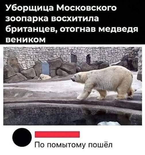 Уборщица Московского зоопарка восхитила британцев, отогнав медведя веником
По помытому пошёл
