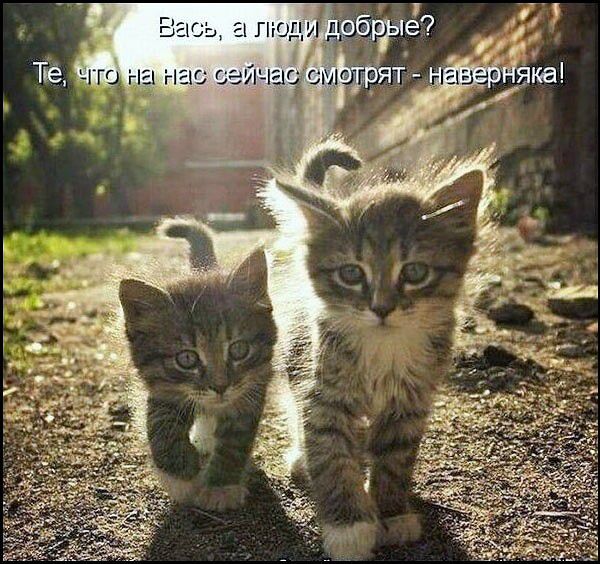 Вась, а люди добрые? Те, что на нас сейчас смотрят - наверняка!