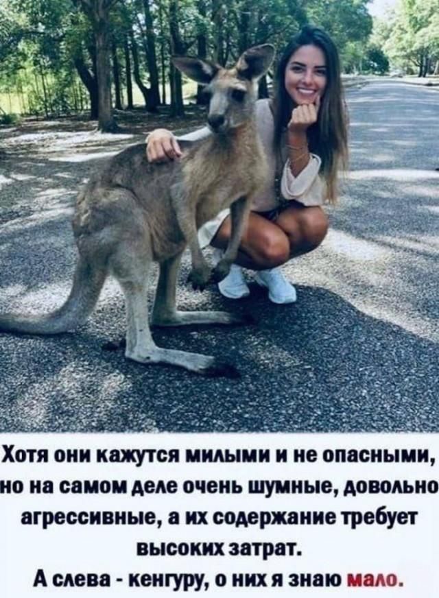Хотя они кажутся милыми и не опасными, но на самом деле очень шумные, довольно агрессивные, а их содержание требует высоких затрат. А слева - кенгуру, о них я знаю мало.
