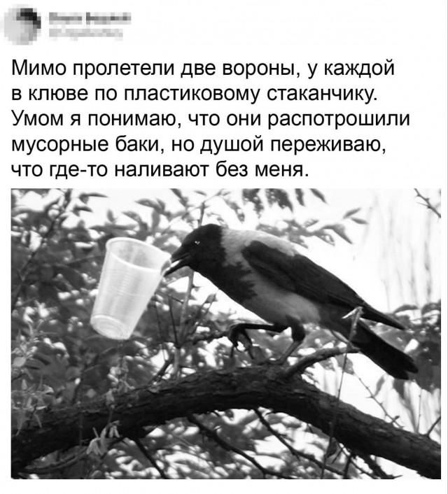 Мимо пролетели две вороны, у каждой в клюве по пластиковому стаканчику. Умом я понимаю, что они распотрошили мусорные баки, но душой переживаю, что где-то наливают без меня.