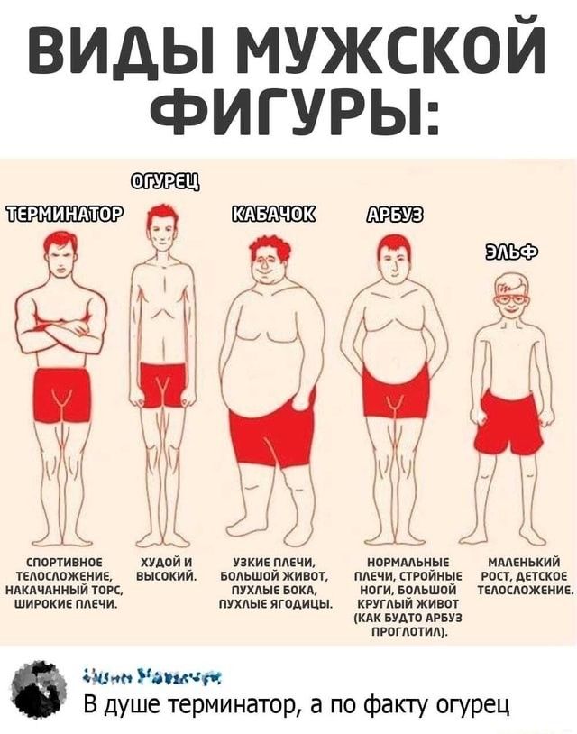 ВИДЫ МУЖСКОЙ ФИГУРЫ: ОГУРЕЦ ТЕРМИНАТОР КАБАЧОК АРБУЗ ЭЛЬФ СПОРТИВНОЕ ТЕЛОСЛОЖЕНИЕ, НАКАЧАННЫЙ ТОРС, ШИРОКИЕ ПЛЕЧИ. ХУДОЙ И ВЫСОКИЙ. УЗКИЕ ПЛЕЧИ, БОЛЬШОЙ ЖИВОТ, ПУХЛЫЕ БОКА, ПУХЛЫЕ ЯГОДИЦЫ. НОРМАЛЬНЫЕ ПЛЕЧИ, СТРОЙНЫЕ НОГИ, БОЛЬШОЙ КРУГЛЫЙ ЖИВОТ (КАК БУДТО АРБУЗ ПРОГЛОТИЛ). МАЛЕНЬКИЙ РОСТ, ДЕТСКОЕ ТЕЛОСЛОЖЕНИЕ. В душе терминатор, а по факту огурец