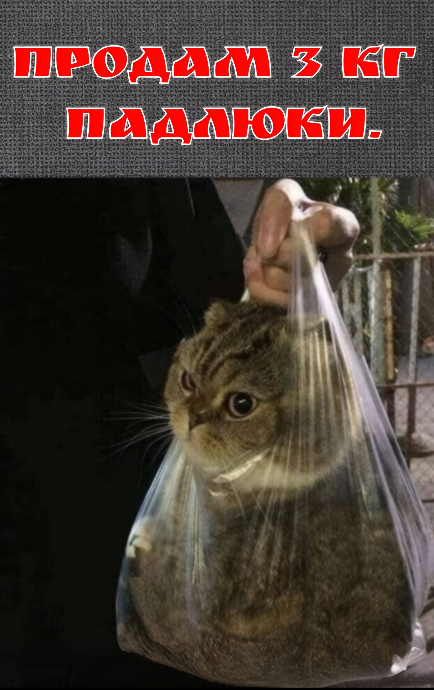 ПРОДАМ 3 КГ ПАДЛЮКИ.