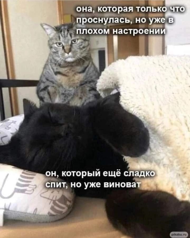 она, которая только что проснулась, но уже в плохом настроении он, который ещё сладко спит, но уже виноват