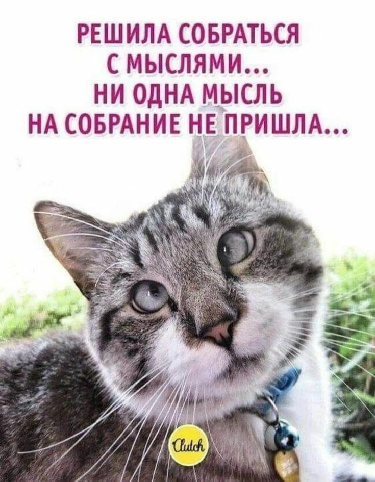 РЕШИЛА СОБРАТЬСЯ С МЫСЛЯМИ... НИ ОДНА МЫСЛЬ НА СОБРАНИЕ НЕ ПРИШЛА...