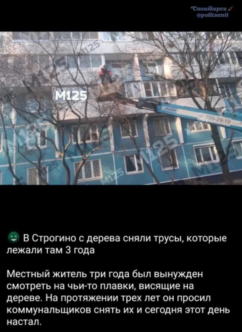 Санитарок @politsanit. В Строгино с дерева сняли трусы, которые лежали там 3 года. Местный житель три года был вынужден смотреть на чьи-то плавки, висящие на дереве. На протяжении трех лет он просил коммунальщиков снять их и сегодня этот день настал.