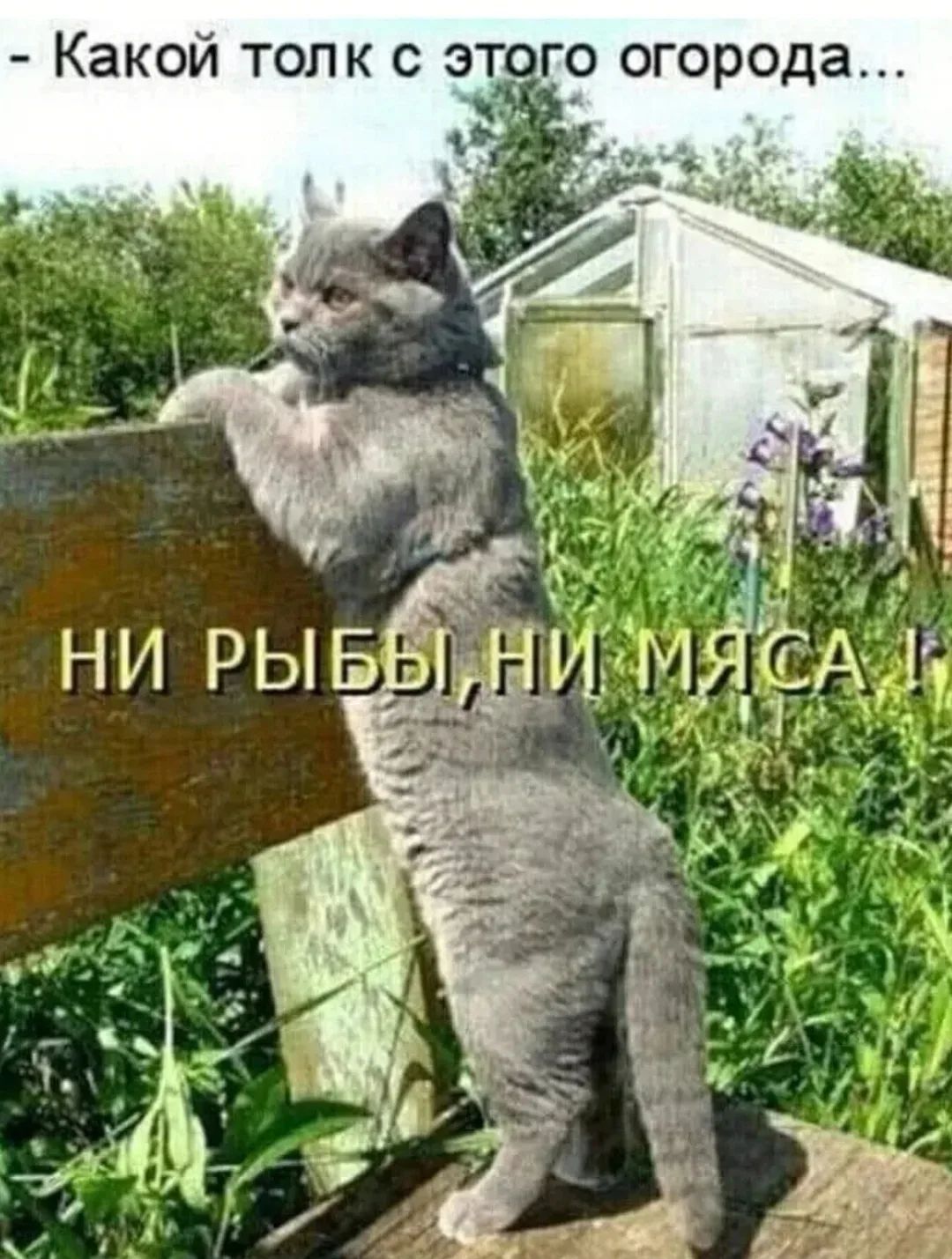 Какой толк с этого огорода... Ни рыбы, ни мяса!