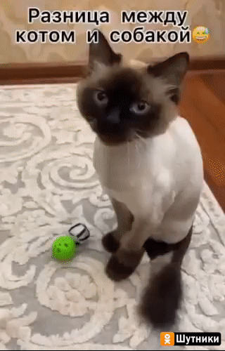 Разница между котом и собакой