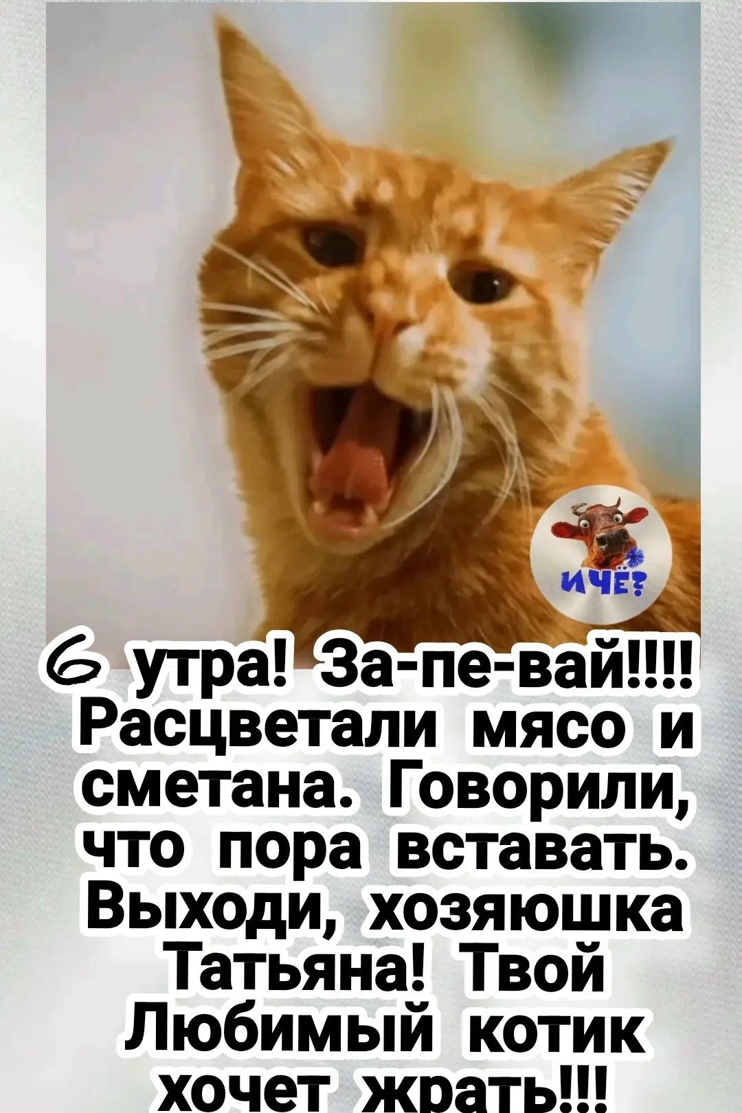 6 утра! За-пе-вай!!!! Расцветали мясо и сметана. Говорили, что пора вставать. Выходи, хозяюшка Татьяна! Твой Любимый котик хочет жрать!!! ИЧЕ?