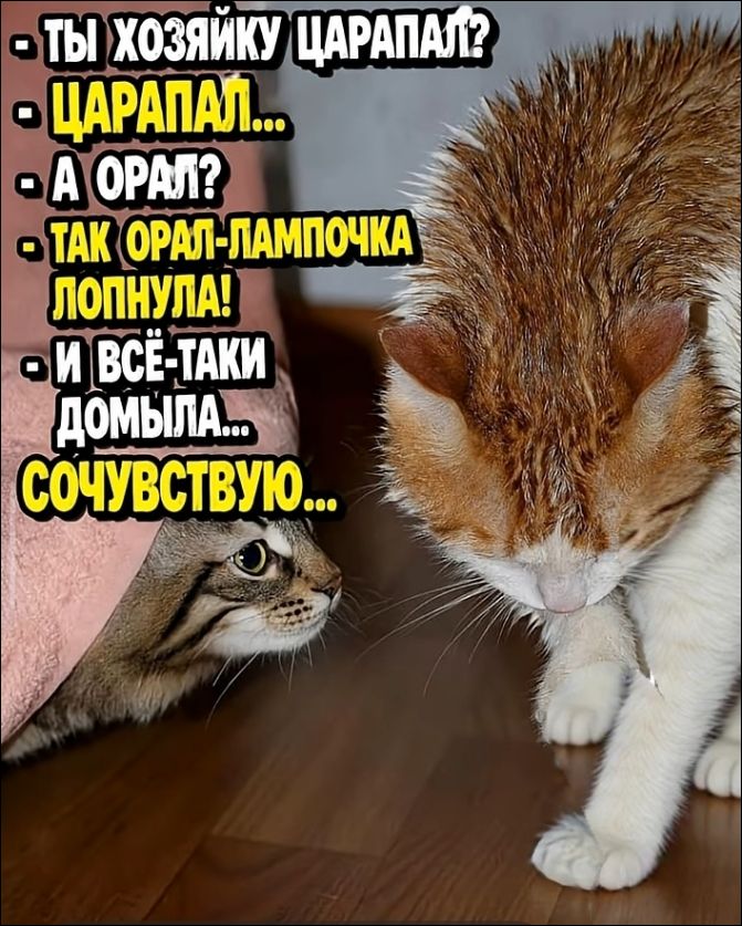 ТЫ ХОЗЯЙКУ ЦАРАПАЛ? ЦАРАПАЛ... А ОРАЛ? ТАК ОРАЛ-ЛАМПОЧКА ЛОПНУЛА! И ВСЁ-ТАКИ ДОМЫЛА... СОЧУВСТВУЮ...