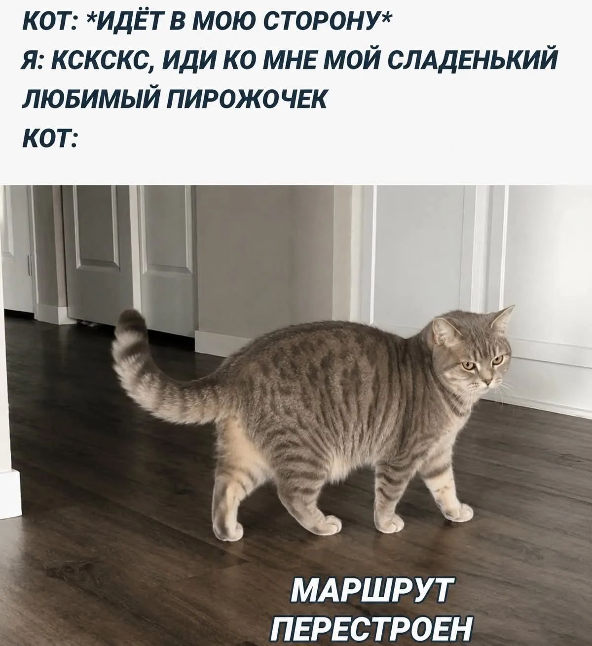 КОТ: *ИДЁТ В МОЮ СТОРОНУ* Я: КСКСКС, ИДИ КО МНЕ МОЙ СЛАДЕНЬКИЙ ЛЮБИМЫЙ ПИРОЖОЧЕК КОТ: МАРШРУТ ПЕРЕСТРОЕН