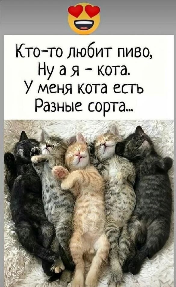 Кто-то любит пиво, Ну а я - кота. У меня кота есть Разные сорта...