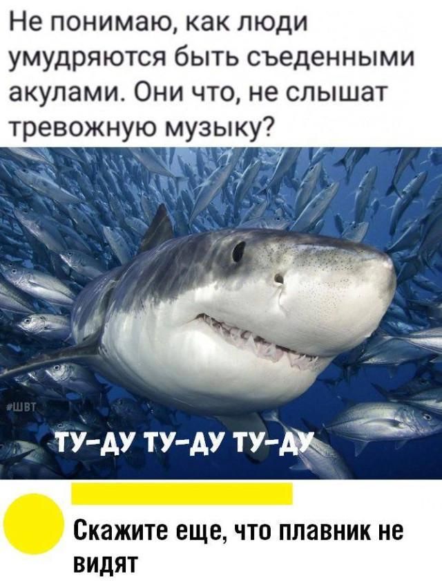 Не понимаю, как люди умудряются быть съеденными акулами. Они что, не слышат тревожную музыку? ТУ-ДУ ТУ-ДУ ТУ-ДУ Скажите еще, что плавник не видят