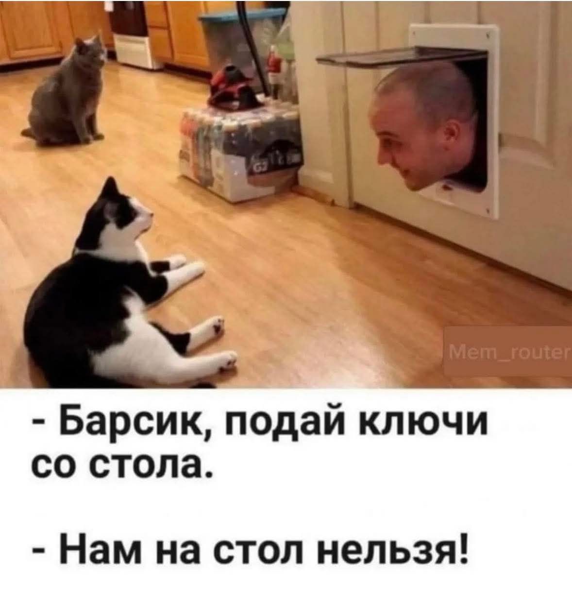 Барсик, подай ключи со стола. Нам на стол нельзя!