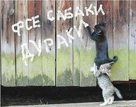ФСЕ САБАКИ ДУРАКИ
