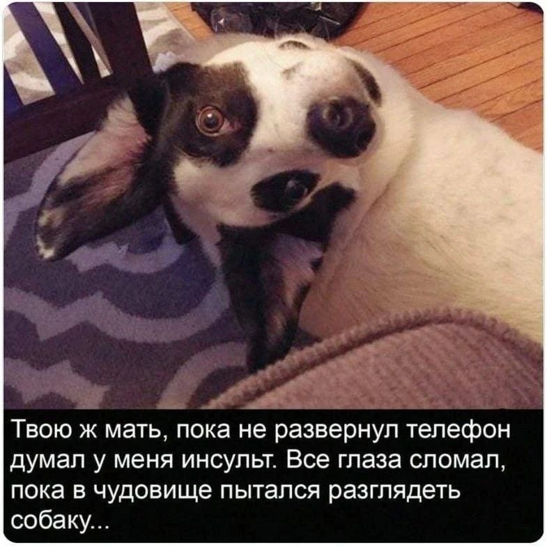 Твою ж мать, пока не развернул телефон думал у меня инсульт. Все глаза сломал, пока в чудовище пытался разглядеть собаку...