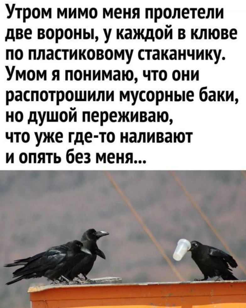 Утром мимо меня пролетели две вороны, у каждой в клюве по пластиковому стаканчику. Умом я понимаю, что они распотрошили мусорные баки, но душой переживаю, что уже где-то наливают и опять без меня...