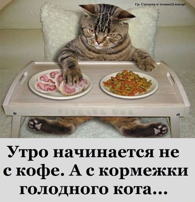 Гр. Смехота и только))) юмор! Утро начинается не с кофе. А с кормежки голодного кота...