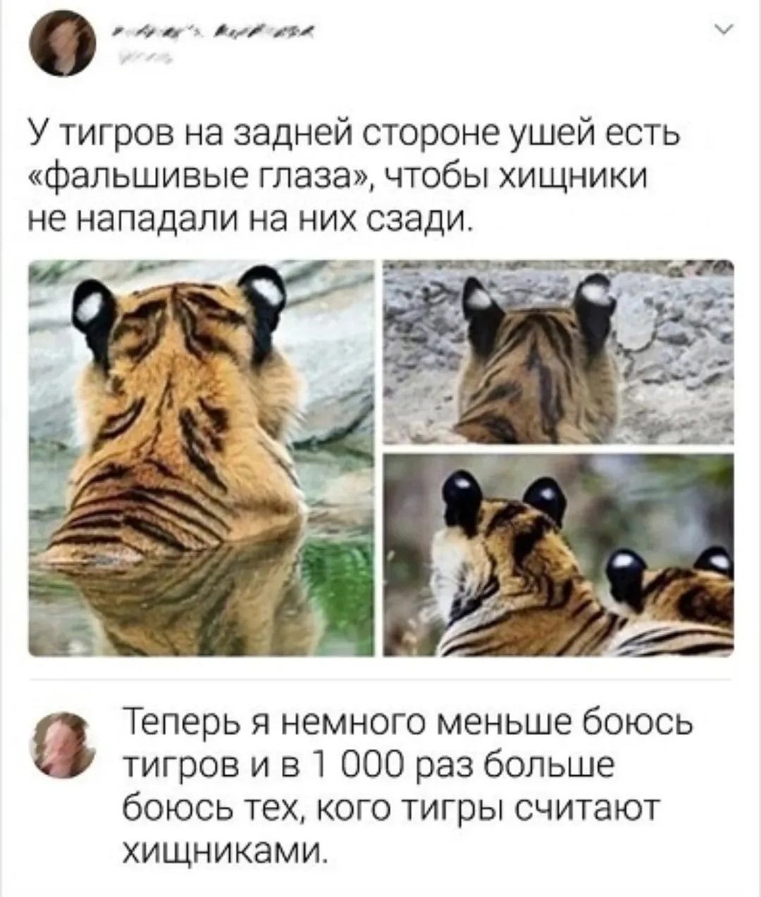 У тигров на задней стороне ушей есть «фальшивые глаза», чтобы хищники не нападали на них сзади. Теперь я немного меньше боюсь тигров и в 1 000 раз больше боюсь тех, кого тигры считают хищниками.