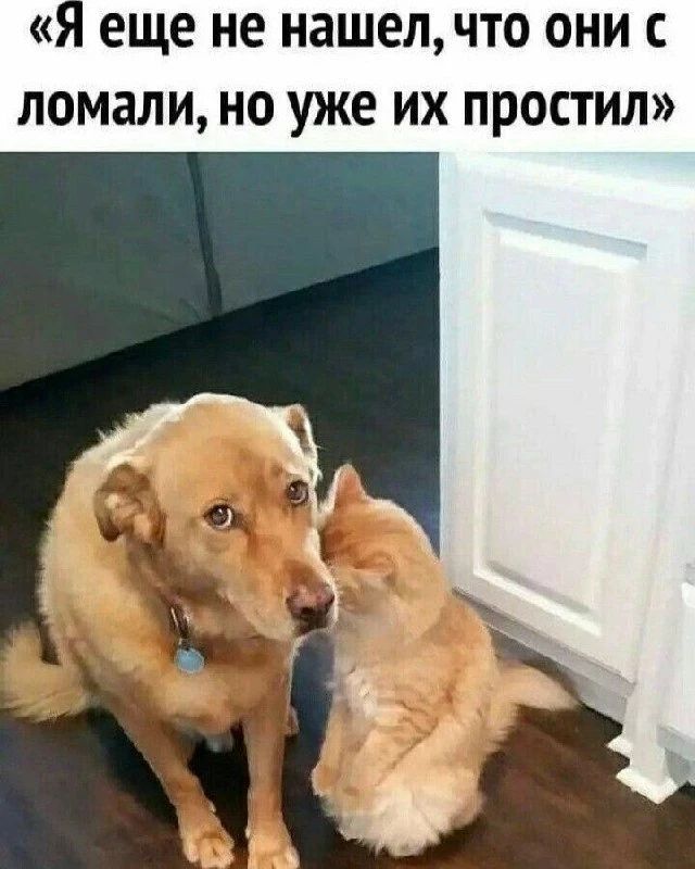 Я еще не нашел, что они сломали, но уже их простил