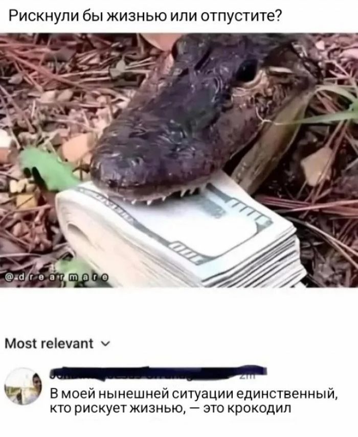Рискнули бы жизнью или отпустите? Most relevant В моей нынешней ситуации единственный, кто рискует жизнью, — это крокодил