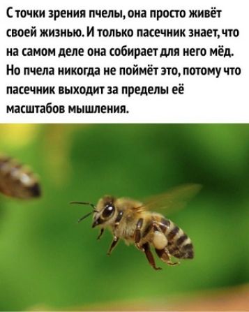 С точки зрения пчелы, она просто живёт своей жизнью. И только пасечник знает, что на самом деле она собирает для него мёд. Но пчела никогда не поймёт это, потому что пасечник выходит за пределы её масштабов мышления.