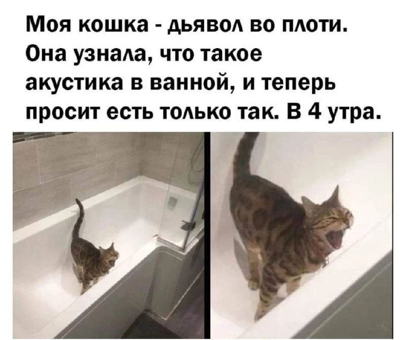 Моя кошка - дьявол во плоти. Она узнала, что такое акустика в ванной, и теперь просит есть только так. В 4 утра.