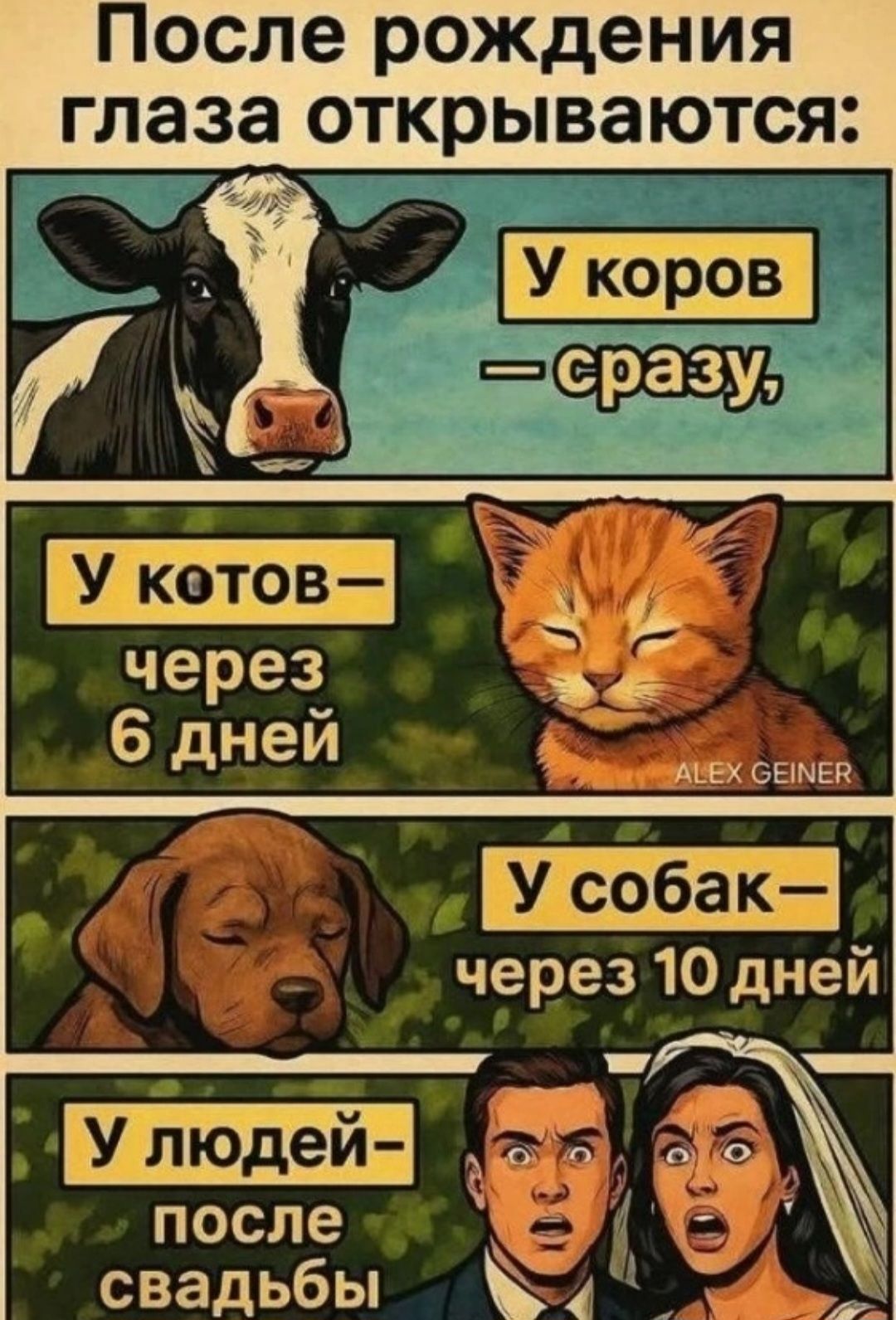 После рождения глаза открываются: У коров — сразу, У котов — через 6 дней, У собак — через 10 дней, У людей — после свадьбы.