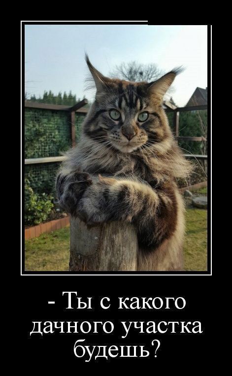 Ты с какого дачного участка будешь?
