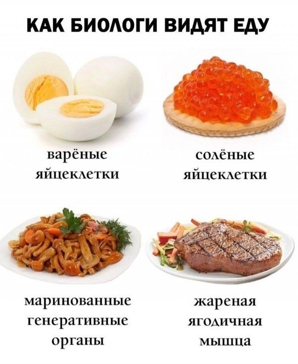 КАК БИОЛОГИ ВИДЯТ ЕДУ варёные яйцеклетки солёные яйцеклетки маринованные генеративные органы жареная ягодичная мышца