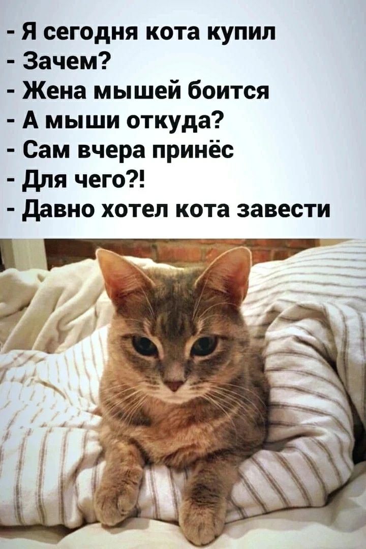 Я сегодня кота купил. Зачем? Жена мышей боится. А мыши откуда? Сам вчера принёс. Для чего?! Давно хотел кота завести.