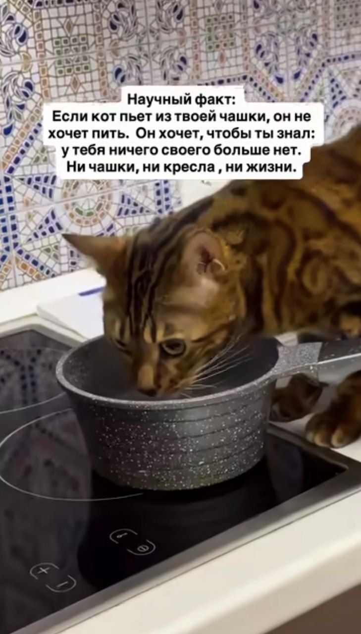 Научный факт: Если кот пьет из твоей чашки, он не хочет пить. Он хочет, чтобы ты знал: у тебя ничего своего больше нет. Ни чашки, ни кресла, ни жизни.