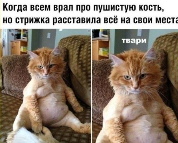 Когда всем врал про пушистую кость, но стрижка расставила всё на свои места. твари