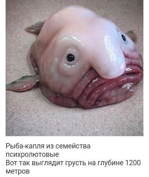 Рыба-капля из семейства психролютовые Вот так выглядит грусть на глубине 1200 метров