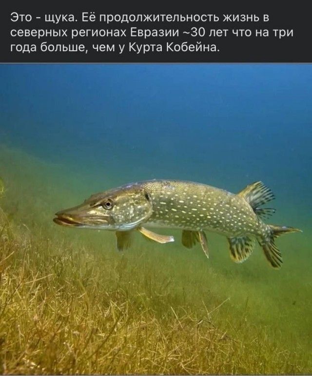 Это - щука. Её продолжительность жизнь в северных регионах Евразии ~30 лет что на три года больше, чем у Курта Кобейна.