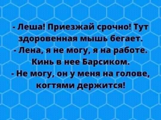 - Леша! Приезжай срочно! Тут здоровенная мышь бегает.
- Лена, я не могу, я на работе. Кинь в нее Барсиком.
- Не могу, он у меня на голове, когтями держится!