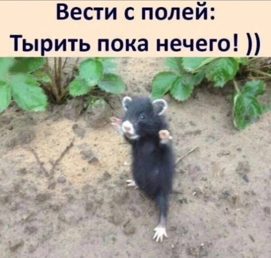 Вести с полей: Тырить пока нечего! ))