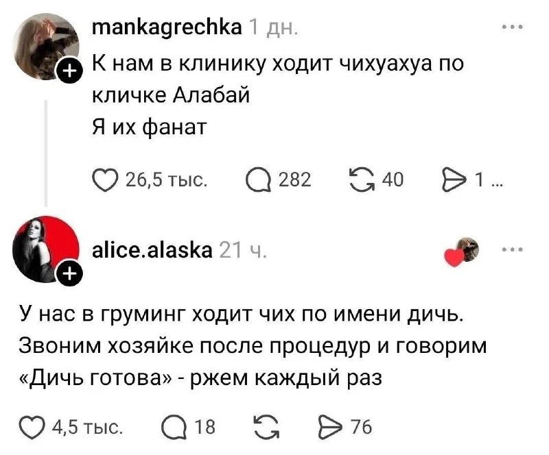 К нам в клинику ходит чихуахуа по кличке Алабай. Я их фанат. У нас в груминг ходит чих по имени дичь. Звоним хозяйке после процедур и говорим «Дичь готова» - ржем каждый раз.