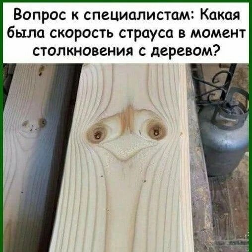 Вопрос к специалистам: Какая была скорость страуса в момент столкновения с деревом?