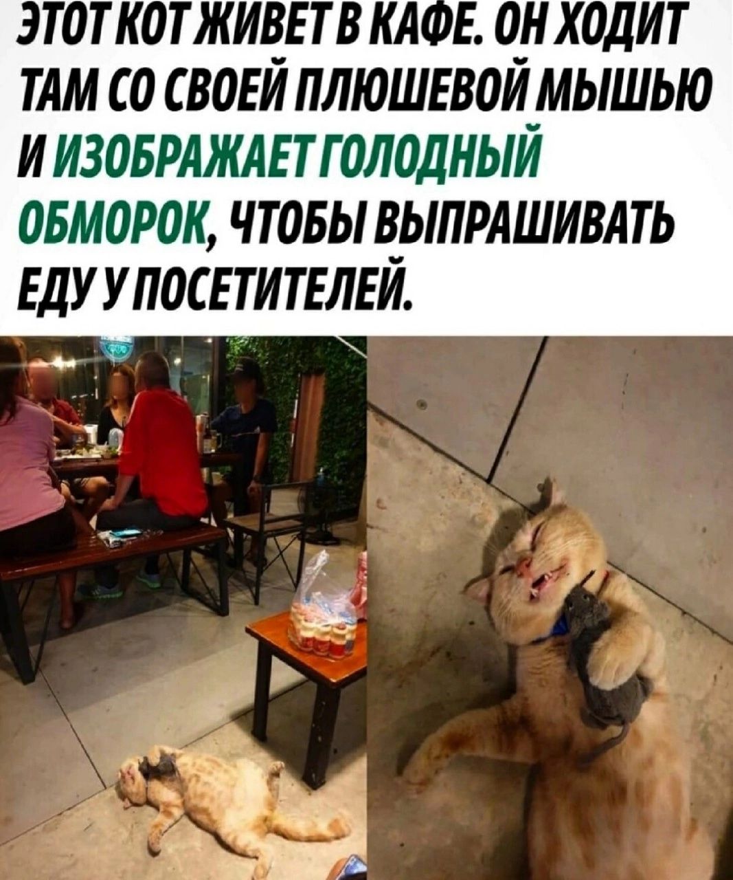 ЭТОТ КОТ ЖИВЕТ В КАФЕ. ОН ХОДИТ ТАМ СО СВОЕЙ ПЛЮШЕВОЙ МЫШЬЮ И ИЗОБРАЖАЕТ ГОЛОДНЫЙ ОБМОРОК, ЧТОБЫ ВЫПРАШИВАТЬ ЕДУ У ПОСЕТИТЕЛЕЙ.