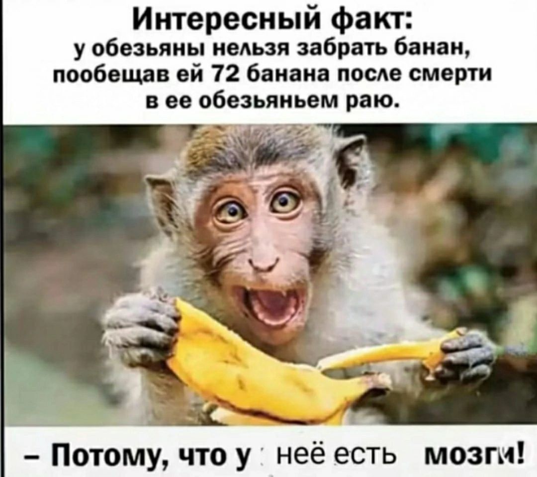 Интересный факт: у обезьяны нельзя забрать банан, пообещав ей 72 банана после смерти в ее обезьяньем раю. – Потому, что у нее есть мозги!