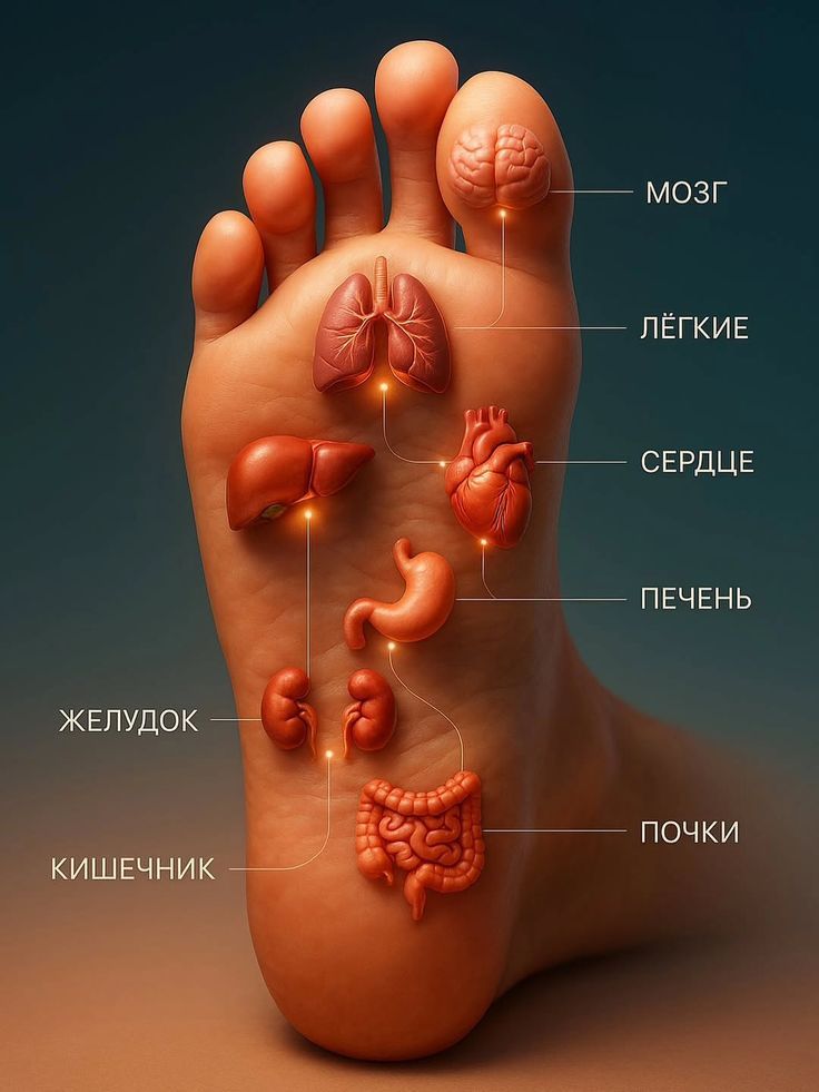 МОЗГ ЛЁГКИЕ СЕРДЦЕ ПЕЧЕНЬ ЖЕЛУДОК ПОЧКИ КИШЕЧНИК