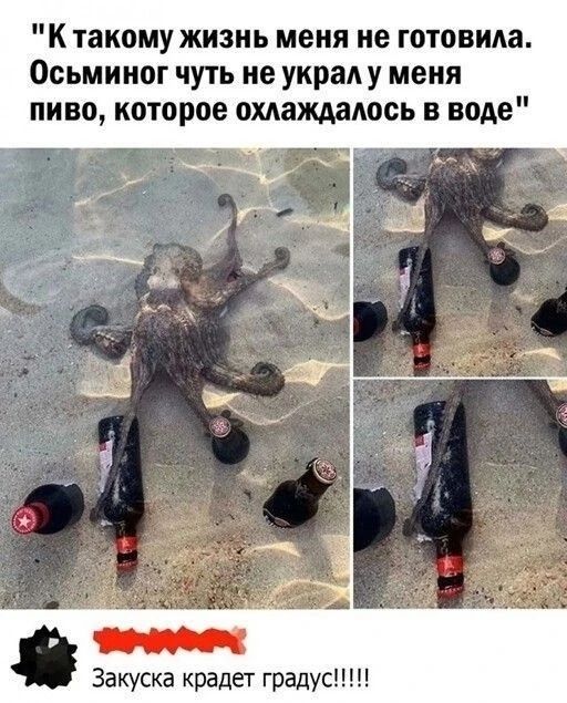 К такому жизнь меня не готовила. Осьминог чуть не украл у меня пиво, которое охлаждалось в воде. Закуска крадет градус!!!!!