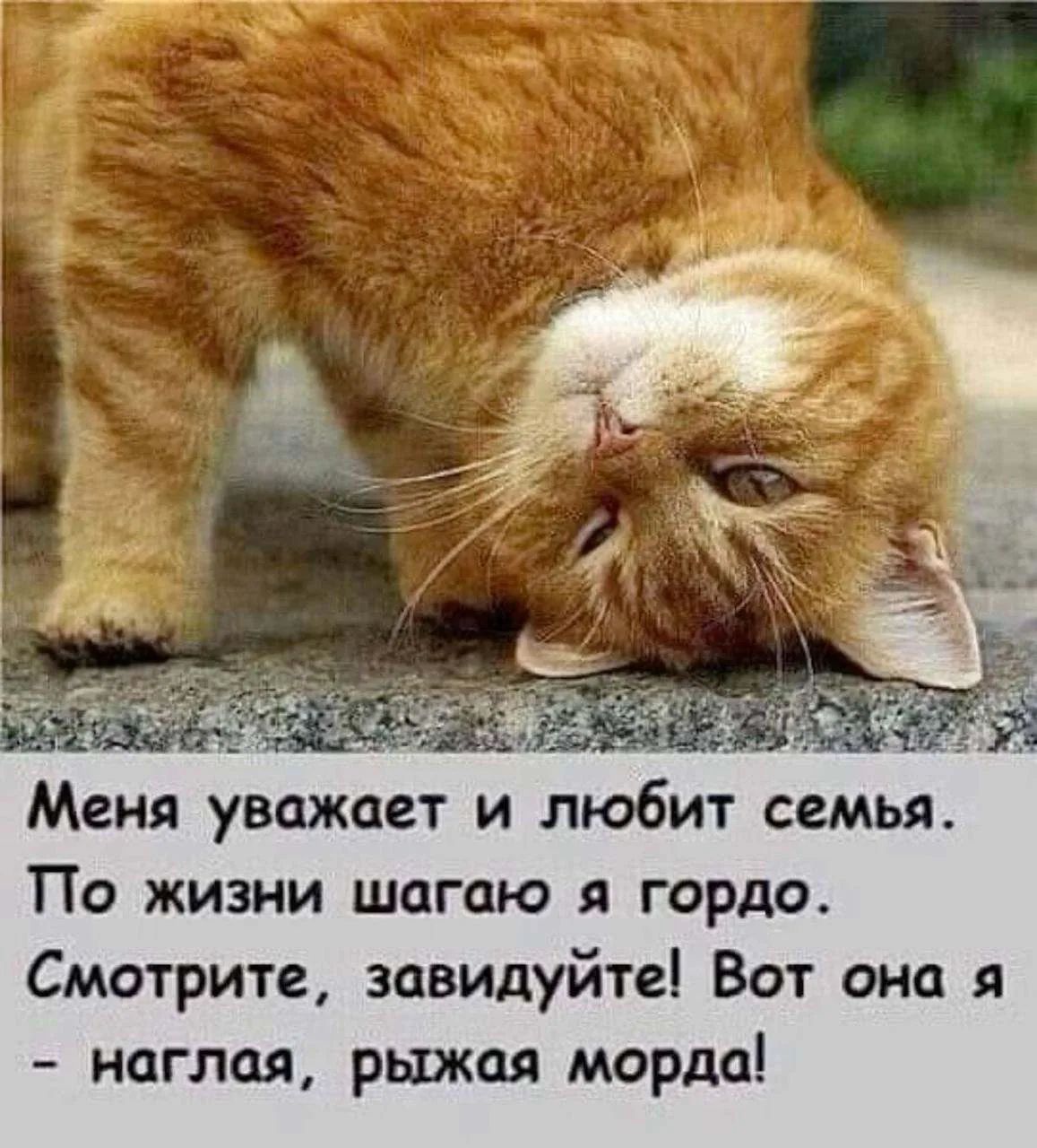 Меня уважает и любит семья. По жизни шагаю я гордо. Смотрите, завидуйте! Вот она я - наглая, рыжая морда!